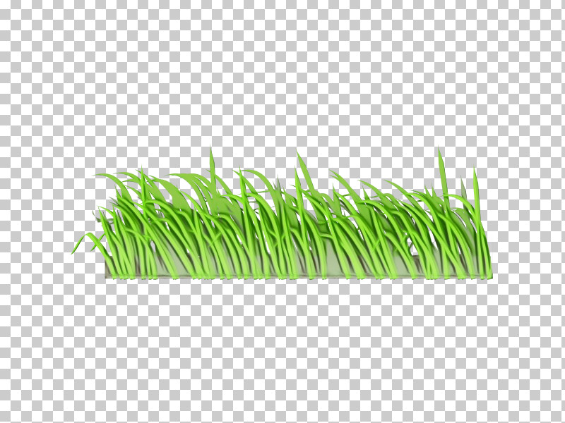 Plant Stem Vetiver Wheatgrass Sweet Grass Commodity PNG, Clipart, Biology, Chrysopogon, Commodity, Grasses, Meter Free PNG Download