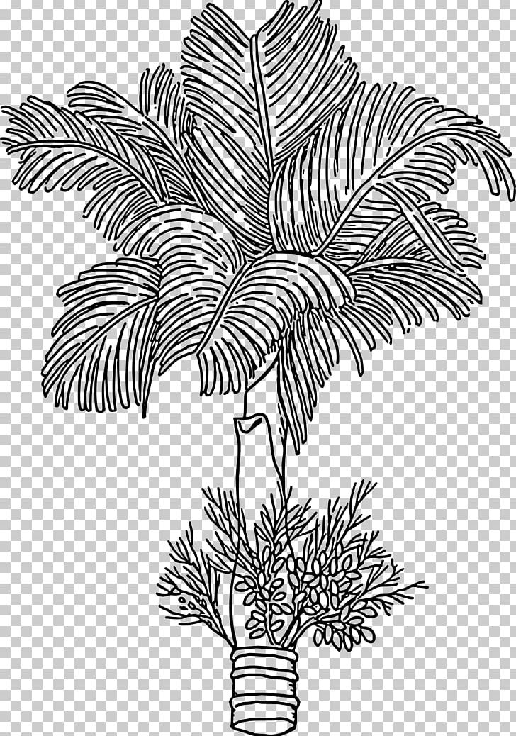Fern Coloring Book Arecaceae Lilium PNG, Clipart, Arecaceae, Barley, Black And White, Branch, Color Free PNG Download