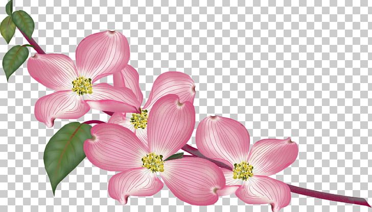 GIF JPEG Gfycat PNG, Clipart, Blossom, Branch, Cherry Blossom, Cut Flowers, Flower Free PNG Download