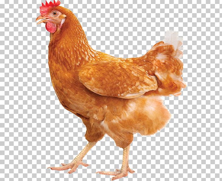 ISA Brown Rhode Island Red New Hampshire Chicken Egg Rooster PNG, Clipart, Beak, Bird, Chicken, Chicken Meat, Food  Free PNG Download