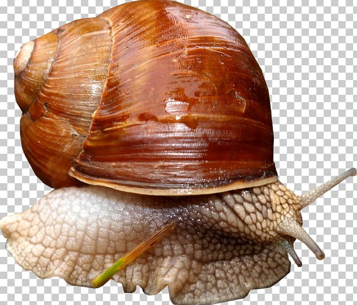 Lymnaeidae Sea Snail PNG, Clipart, Animals, Caracol, Conchology, Digital Image, Encapsulated Postscript Free PNG Download