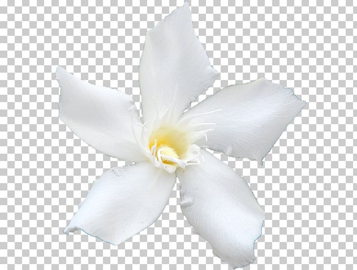 White Oleander Common Sunflower Plant PNG, Clipart, Apocynaceae, Canvas, Canvas Print, Cattleya, Common Sunflower Free PNG Download