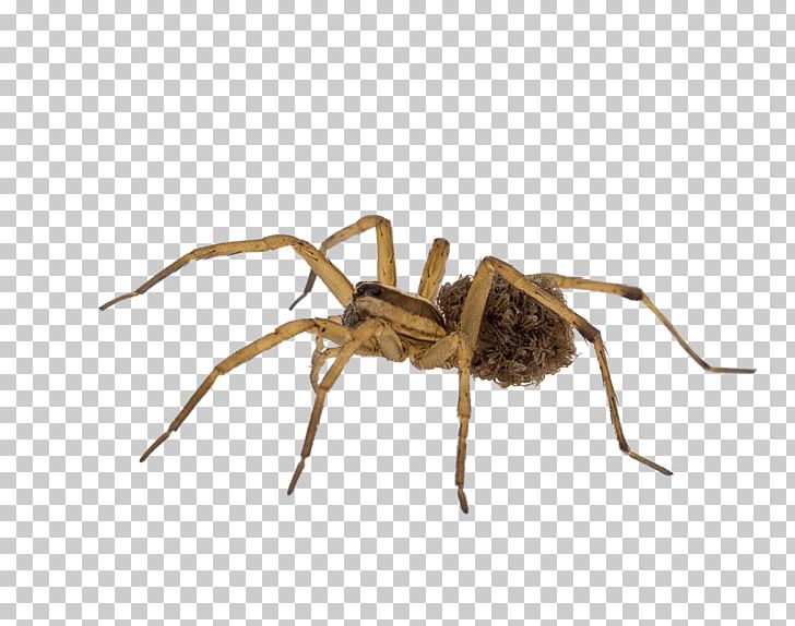 Wolf Spider Ant Insect Stock Photography PNG, Clipart, Ant, Arachnid, Argiope, Arthropod, Insect Free PNG Download