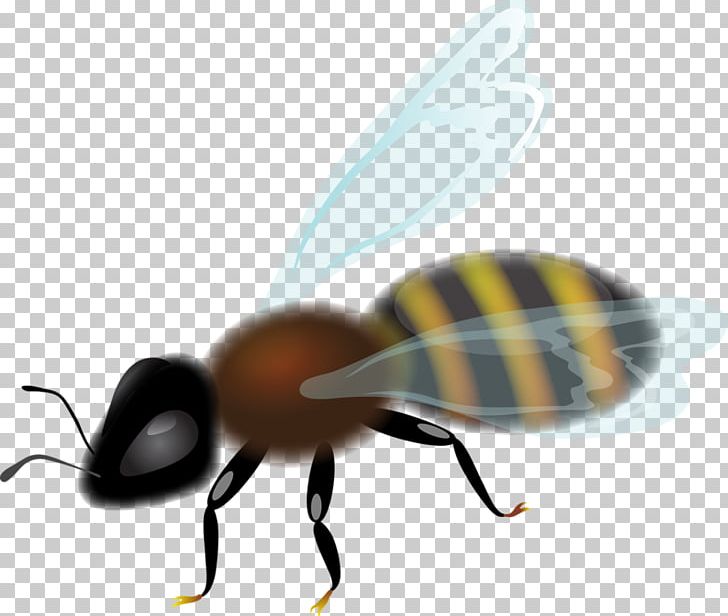 Bee Insect Honeycomb PNG, Clipart, Arthropod, Bee, Digital Image, Fly, Honey Free PNG Download
