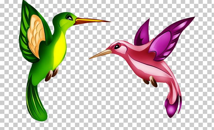 Fauna Hummingbird M Beak PNG, Clipart, Beak, Bird, Fauna, Hummingbird, Hummingbird M Free PNG Download