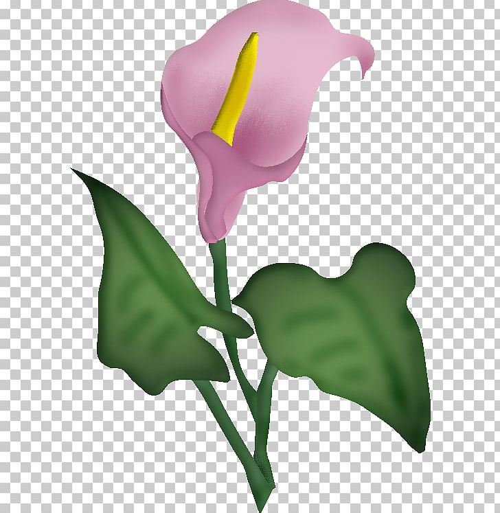Flower Blume Painting PNG, Clipart, 6 May, Alismatales, Arum, Arum Family, Blume Free PNG Download