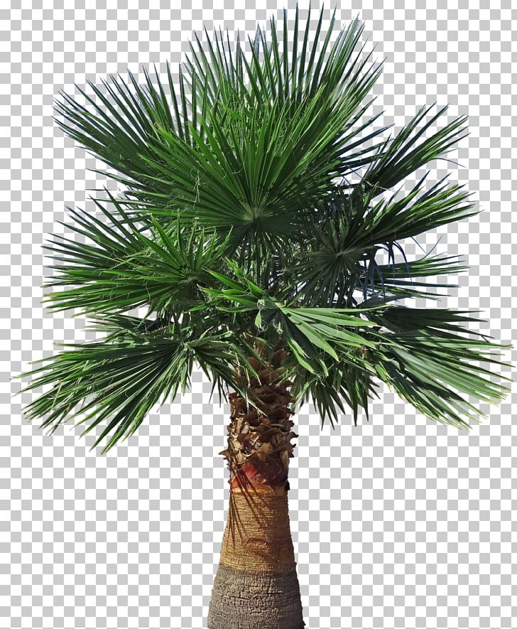 Asian Palmyra Palm Arecaceae Brazil Ficus Microcarpa Tree PNG, Clipart, Arecales, Areca Nut, Areca Palm, Asian, Backyard Free PNG Download