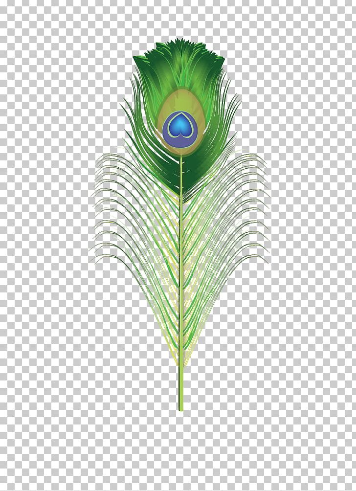 Feather Peafowl PNG, Clipart, Animals, Arecales, Clip Art, Computer Icons, Desktop Wallpaper Free PNG Download