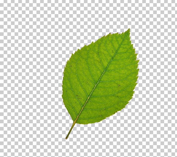 Leaf Bladnerv PNG, Clipart, Aedmaasikas, Autumn Leaves, Banana Leaves, Bladnerv, Clip Art Free PNG Download