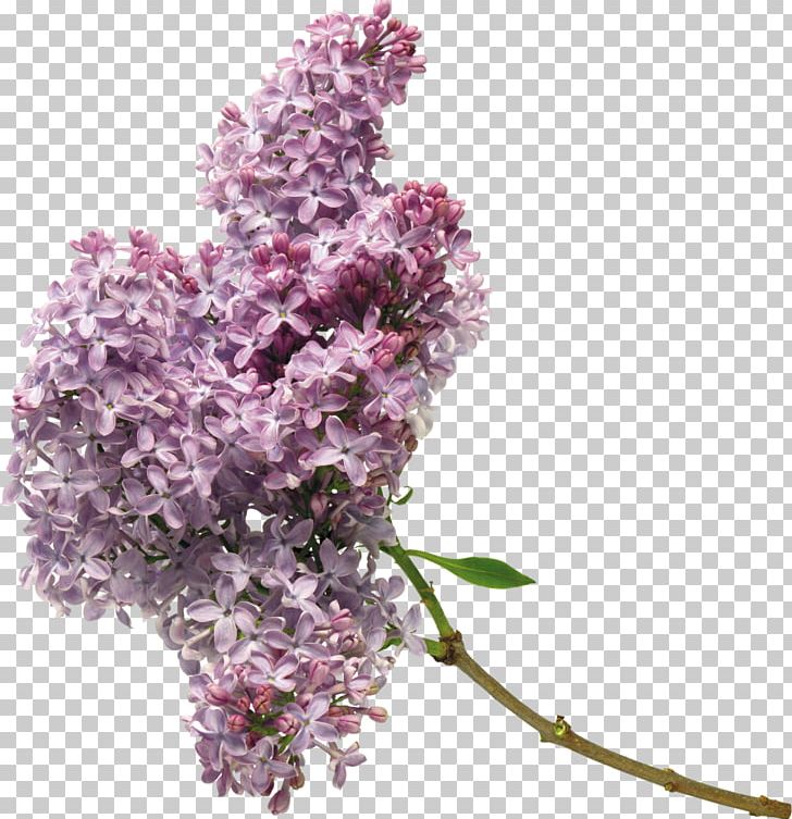 Lilac Flower Purple PNG, Clipart, Blog, Branch, Color, Cut Flowers, Desktop Wallpaper Free PNG Download