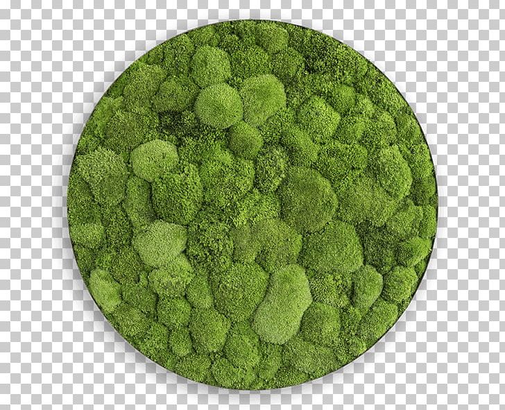 Green Wall Bryophyte Garden PNG, Clipart, Broccoflower, Broccoli, Bryophyte, Circle, Ellipsoid Free PNG Download