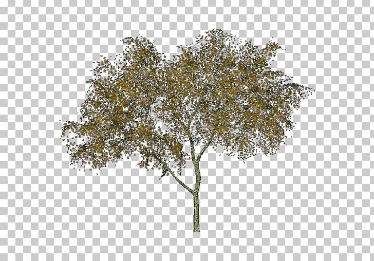 Twig Black Alder Tree Abies Alba Tilia Cordata PNG, Clipart, Abies Alba, Alder, Arecaceae, Branch, Chamaecyparis Lawsoniana Free PNG Download