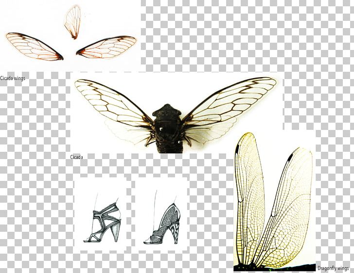 Moth Insect Wing Pterygota Cicadas PNG, Clipart, Arthropod, B A, Butterfly, Cicadas, Cicadoidea Free PNG Download