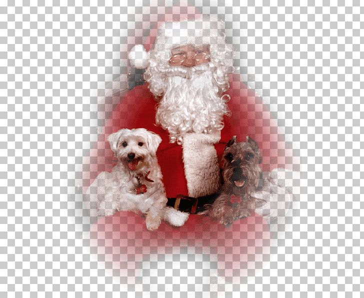 Santa Claus Christmas Ornament Dog Breed Saint Nicholas Day PNG, Clipart, Carnivoran, Christmas, Christmas Ornament, Companion Dog, Dog Breed Free PNG Download