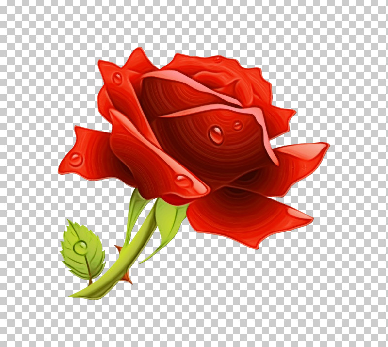 Garden Roses PNG, Clipart, Cut Flowers, Flower, Garden Roses, Hybrid Tea Rose, Paint Free PNG Download