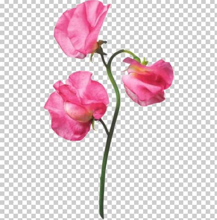 Garden Roses Flower Pink Sweet Pea PNG, Clipart, Artificial Flower, Bud, Centifolia Roses, Cut Flowers, Drawing Free PNG Download