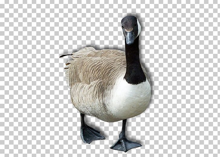 Goose PNG, Clipart, Goose Free PNG Download