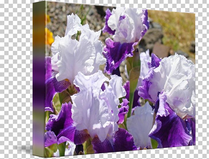 Irises Bellflower Violet Lavender PNG, Clipart, Art, Bellflower, Bellflower Family, Canvas, Fine Art Free PNG Download