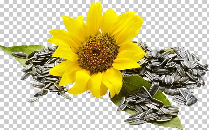 Sunflower Seed Common Sunflower Food Nuts PNG, Clipart, Auglis, Common Sunflower, Daisy Family, Flower, Food Free PNG Download