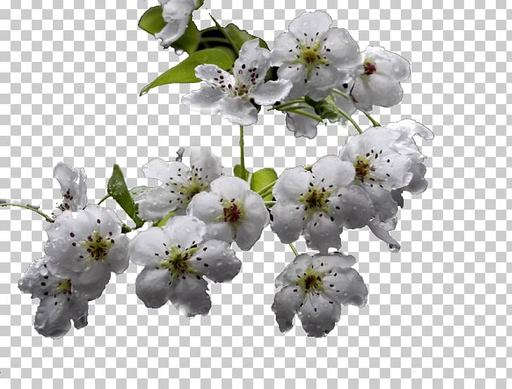 Tree PNG, Clipart, Adobe Illustrator, Blossom, Branch, Cherry Blossom, Encapsulated Postscript Free PNG Download
