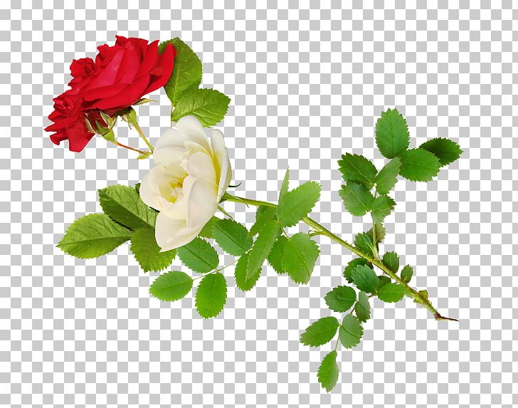 Flower Beach Rose PNG, Clipart, Beach Rose, Branch, Cicek Resimleri, Clip Art, Download Free PNG Download