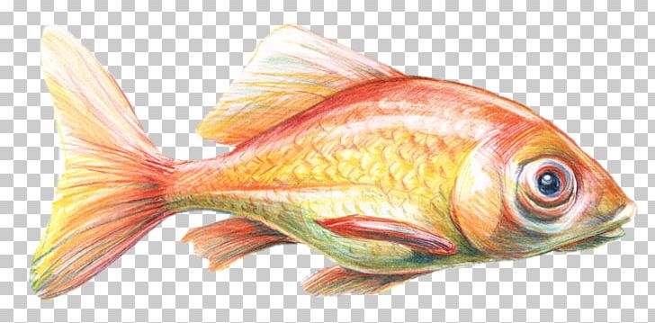 Goldfish Feeder Fish Fin Marine Biology Fish Products PNG, Clipart, Biology, Bony Fish, Ded Fish, Feeder Fish, Fin Free PNG Download