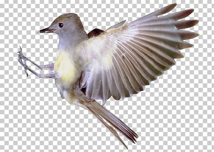 Hummingbird Flight Eurasian Magpie PNG, Clipart, Animal, Animals, Asuka, Beak, Bird Free PNG Download