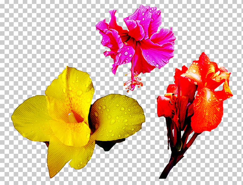 Flower Petal Yellow Plant Cut Flowers PNG, Clipart, Cattleya, Cut Flowers, Flower, Herbaceous Plant, Perennial Plant Free PNG Download