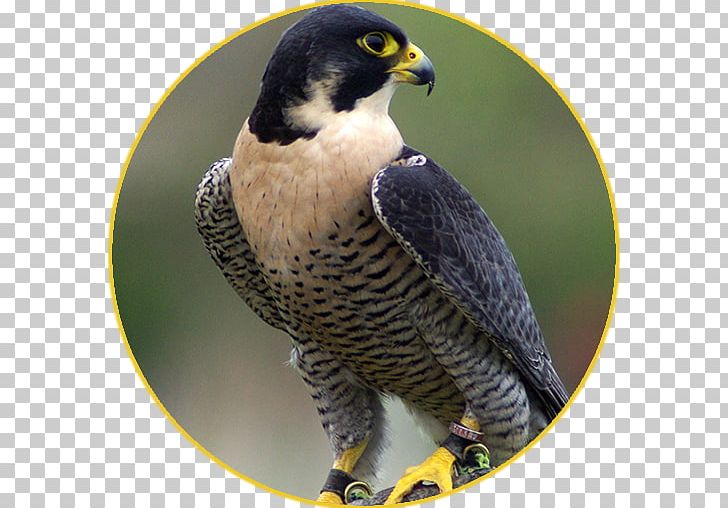 Bird Bat Falcon Falconry Hawk PNG, Clipart, Animals, Beak, Bird, Bird Of Prey, Endangered Free PNG Download