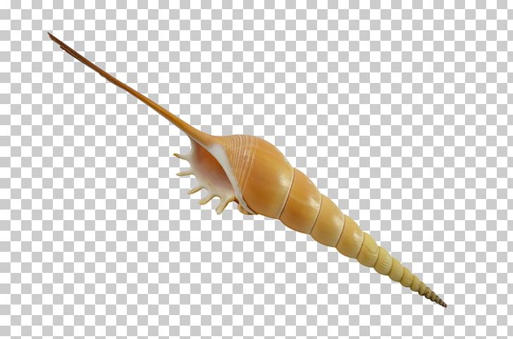 Gastropods Tibia Fusus Seashell Bone PNG, Clipart, Bone, Gastropods, Invertebrate, Organism, Seashell Free PNG Download