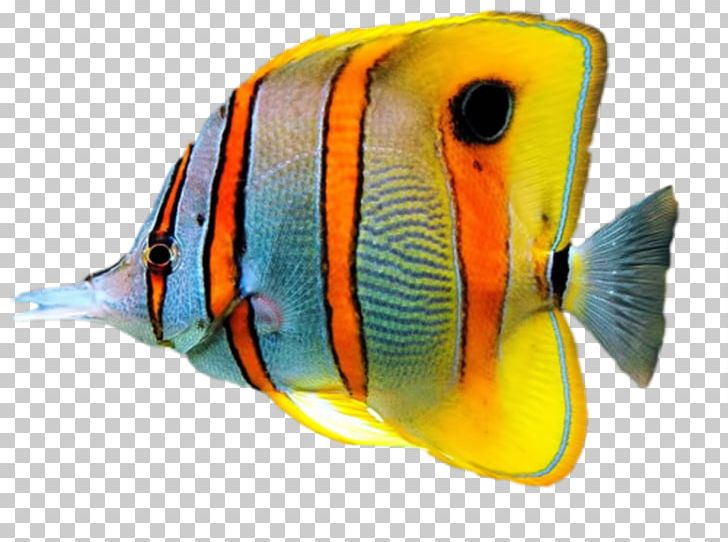Tropical Fish Sea Aquarium Drawing PNG, Clipart, Animals, Aquarium, Clownfish, Coral Reef Fish, Drawing Free PNG Download
