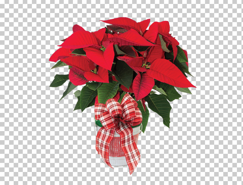 Flower Poinsettia Red Plant Leaf PNG, Clipart, Anthurium, Flower, Impatiens, Leaf, Petal Free PNG Download