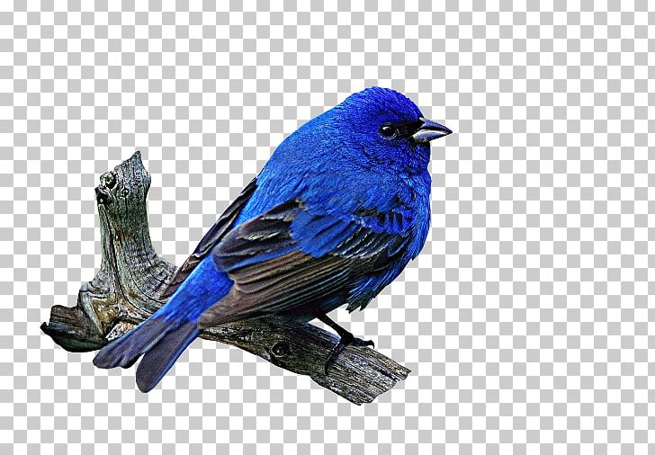 Bird PNG, Clipart, Animals, Art, Beak, Bird, Blue Free PNG Download