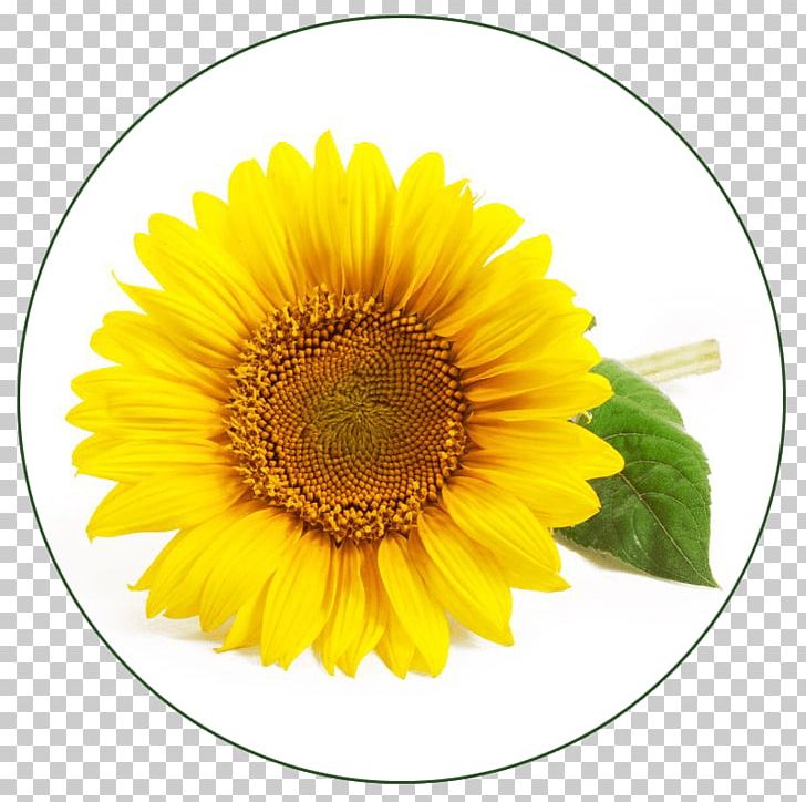 Common Sunflower Lotion Sunflower Oil Sunflower Seed PNG, Clipart, Almond Oil, Asterales, Common Sunflower, Cut Flowers, Daisy Family Free PNG Download