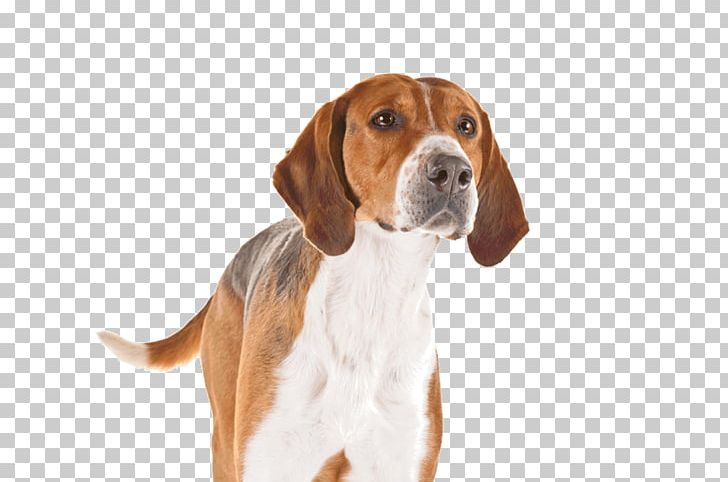 English Foxhound American Foxhound American English Coonhound Golden Retriever Puppy PNG, Clipart, America, American English Coonhound, American Foxhound, Carnivoran, Companion Dog Free PNG Download