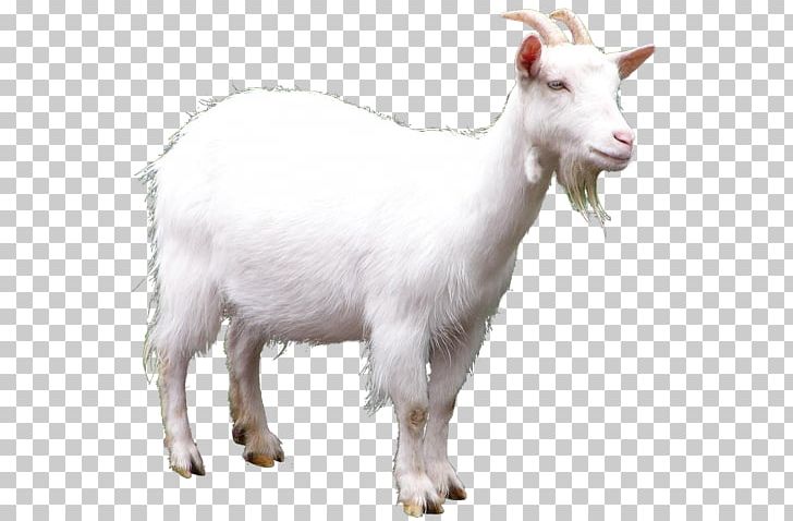 Goat Sheep PNG, Clipart, Animals, Caprinae, Clip Art, Computer Icons, Cow Goat Family Free PNG Download