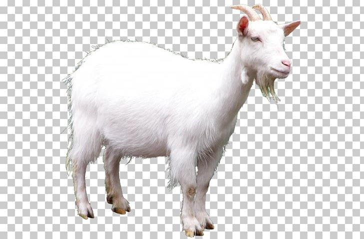 Goat Sheep PNG, Clipart, Animals, Caprinae, Clip Art, Computer Icons ...