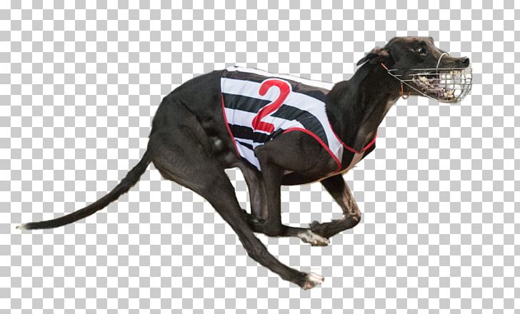 Italian Greyhound Greyhound Racing Dog Breed PNG, Clipart, Agra, Animal Sports, Award, Breed, Carnivoran Free PNG Download