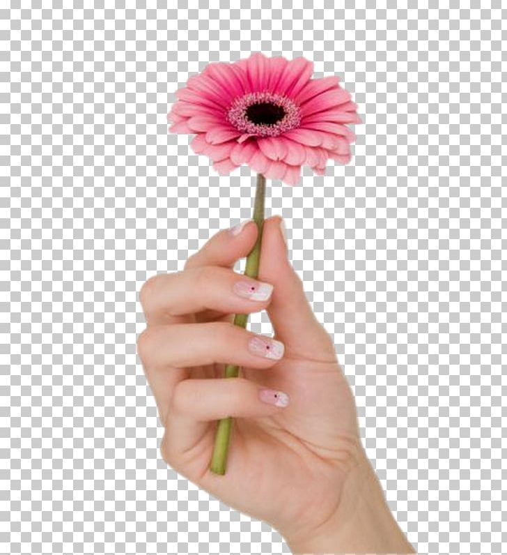 Nail Manicure Hand Thumb PNG, Clipart, Cut Flowers, Daisy Family, Email, Facebook, Finger Free PNG Download
