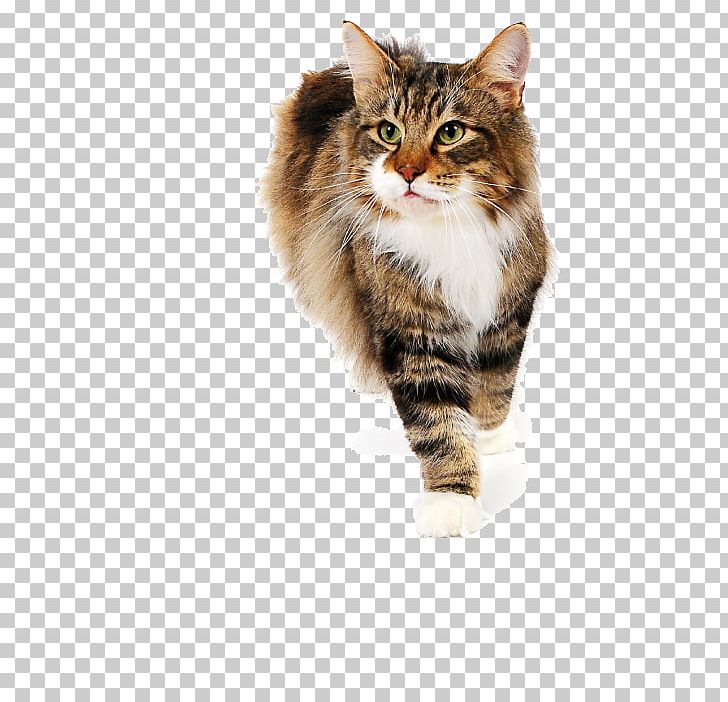 Siberian Cat Maine Coon Norwegian Forest Cat Whiskers British Semi-longhair PNG, Clipart, Animal, British Semilonghair, British Semi Longhair, Carnivoran, Cat Free PNG Download