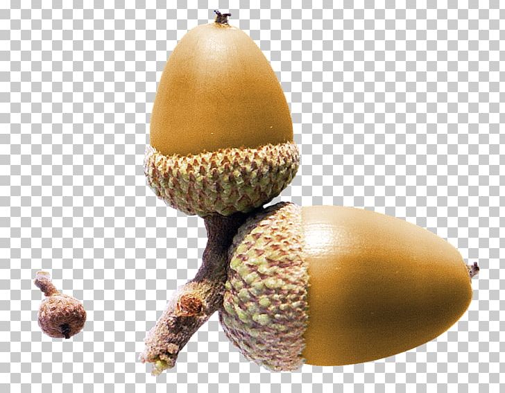 Acorn Nut Yellow PNG, Clipart, Acorn, Cone, Download, Food, Fruit Free PNG Download