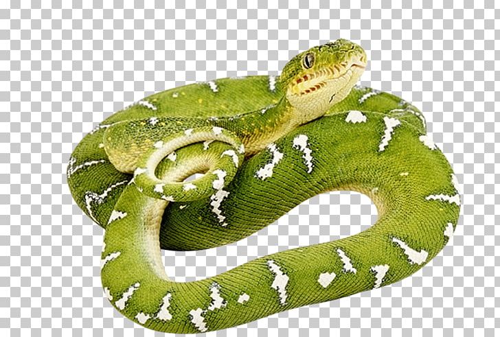 Snakes Smooth Green Snake Vipers Reptile PNG, Clipart, Boas, Cobra, Download, Green Anaconda, Green Snake Free PNG Download