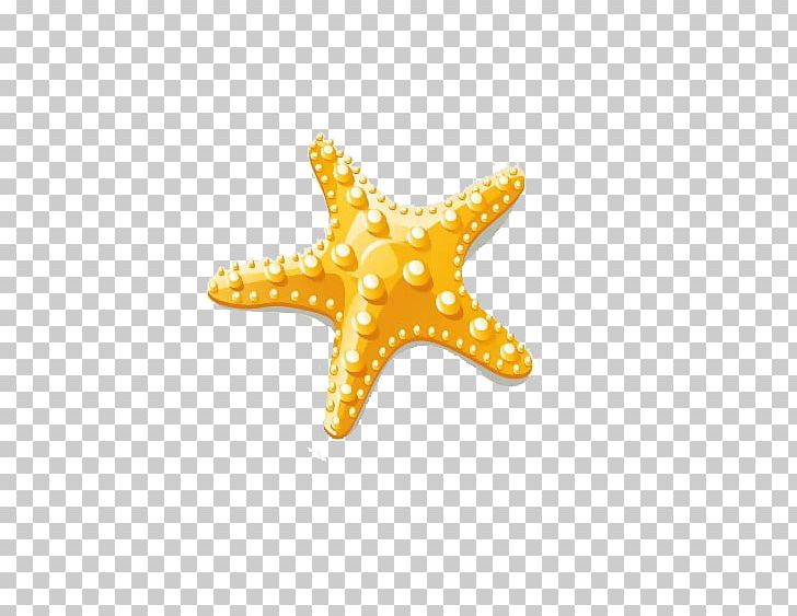 Starfish Euclidean PNG, Clipart, Animals, Beach, Cartoon, Cartoon Starfish, Echinoderm Free PNG Download