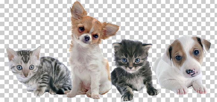 Cat Kitten Puppy Rottweiler Veterinarian PNG, Clipart, Animal, Carnivoran, Cat, Cat Like Mammal, Companion Dog Free PNG Download