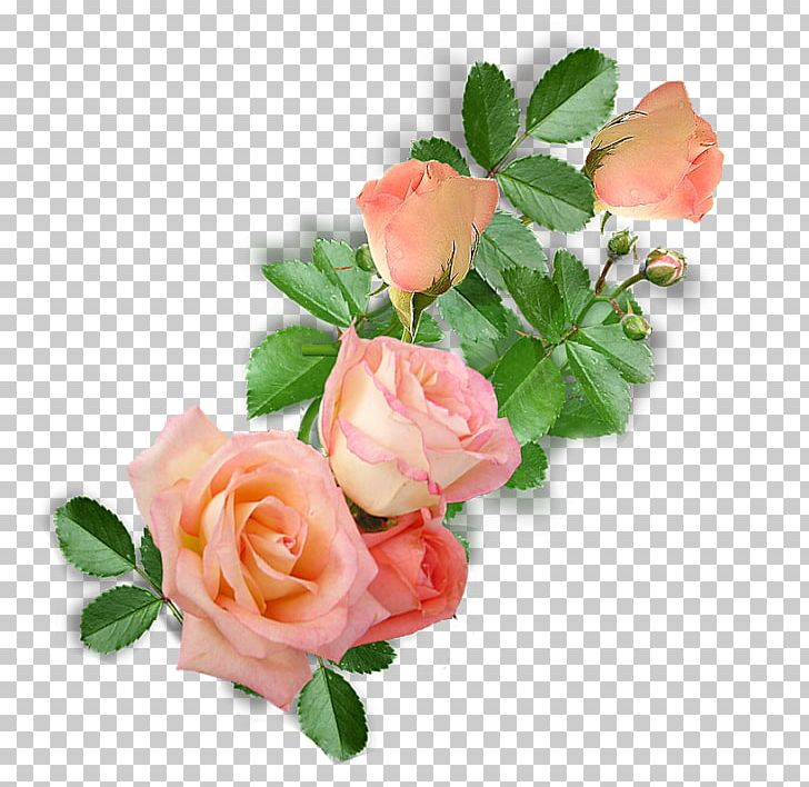 Garden Roses Cabbage Rose Floribunda Floral Design Cut Flowers PNG, Clipart, Artificial Flower, Atari Xl, Cabbage Rose, Cut Flowers, Floral Design Free PNG Download