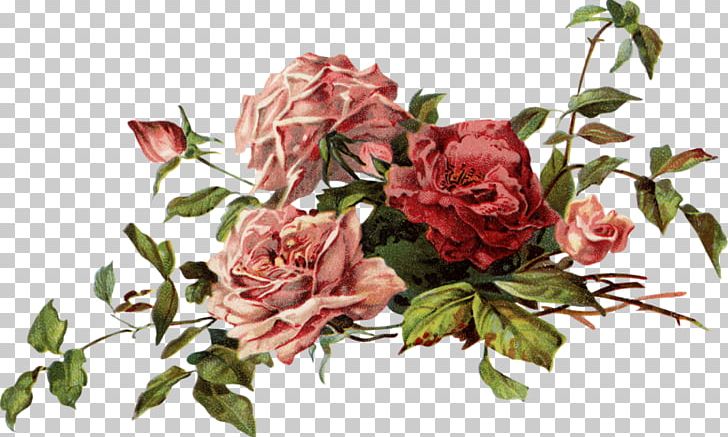 Garden Roses China Rose Cabbage Rose Floribunda Beach Rose PNG, Clipart, Beach Rose, China Rose, Cut Flowers, Floral Design, Floribunda Free PNG Download