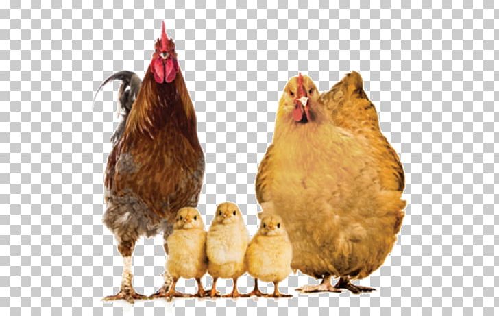 Rooster Crispy Fried Chicken Buffalo Wing Barbecue Chicken PNG, Clipart, Animals, Barbecue Chicken, Beak, Bird, Chick Free PNG Download