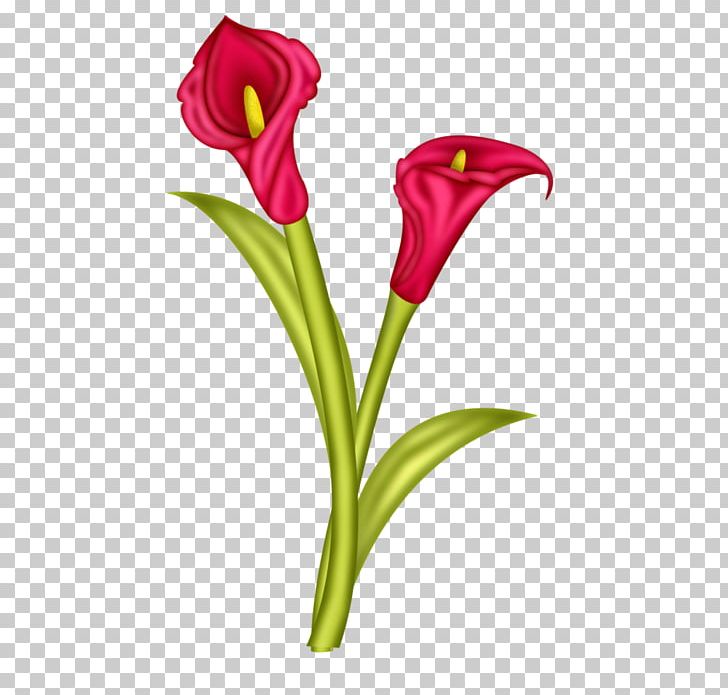 Arum-lily Flower Arum Lilies Zantedeschia Rehmannii PNG, Clipart, Arum, Arum Lilies, Arumlily, Calla Lily, Cut Flowers Free PNG Download