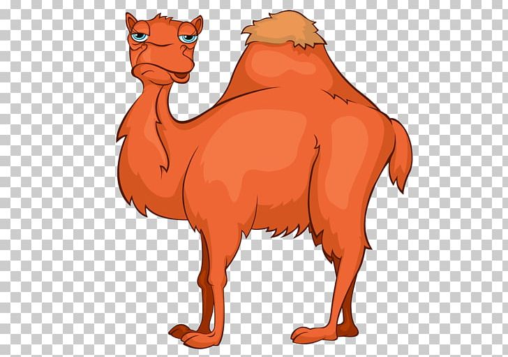 Bactrian Camel Cartoon PNG, Clipart, Animal, Animals, Arabian Camel, Bactrian Camel, Balloon Cartoon Free PNG Download