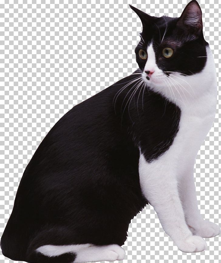 Black Cat European Shorthair Aegean Cat Manx Cat American Wirehair PNG, Clipart, American Wirehair, Animal, Asian, Black Cat, Carnivoran Free PNG Download